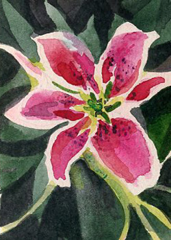 Jeff's Lily Carol Gepner Madison WI watercolor NFS